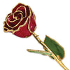 GOLD DIPPED BURGUNDY ROSE